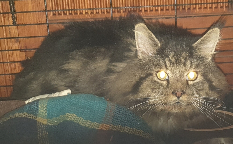 wildtiere2020 (1)