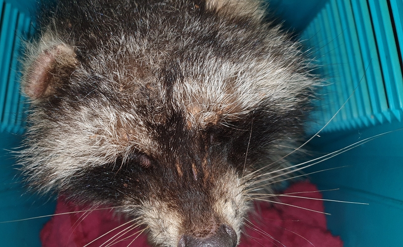 wildtiere2020 (107)