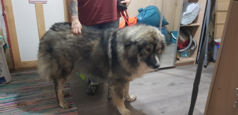 wildtiere2020 (111)