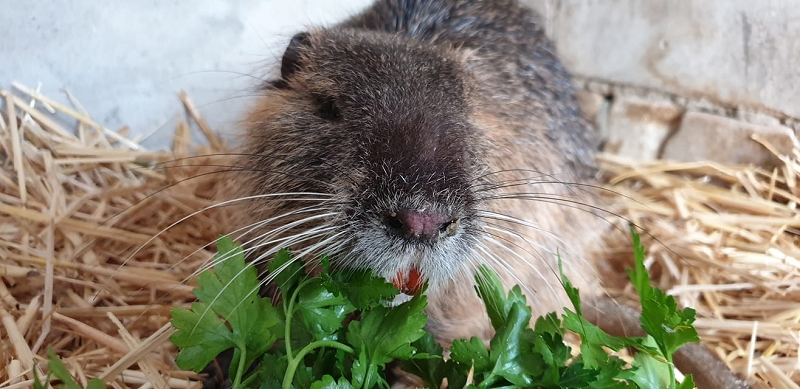 wildtiere2020 (120)