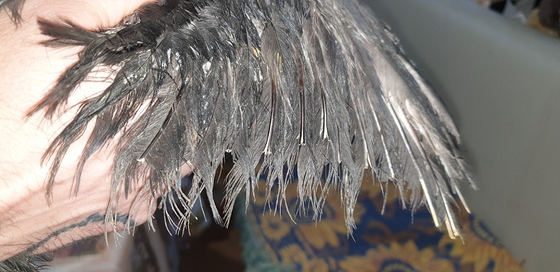 wildtiere2020 (146)