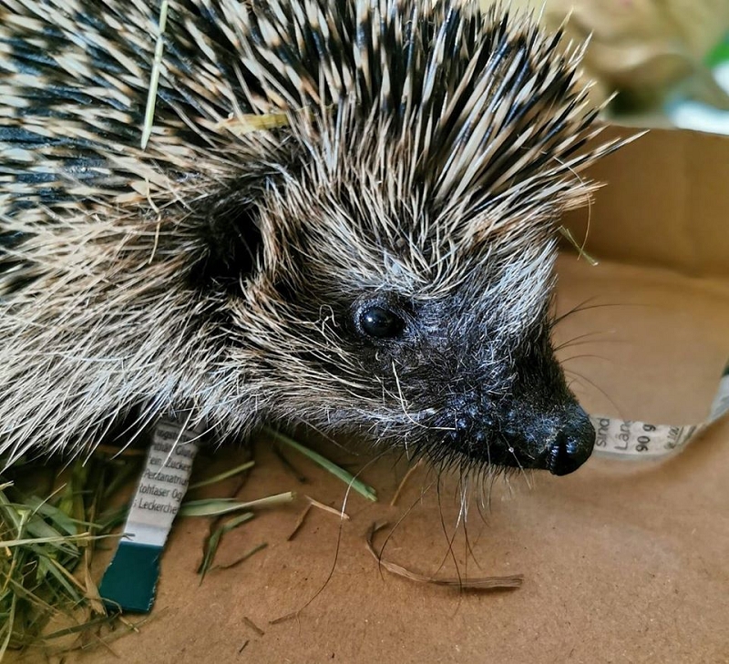 wildtiere2020 (153)