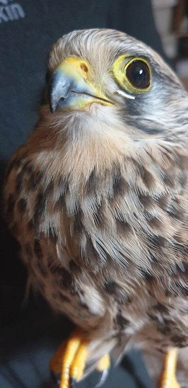 wildtiere2020 (158)
