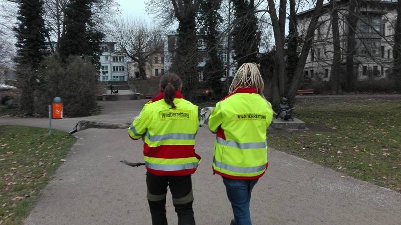 wildtiere2020 (161)