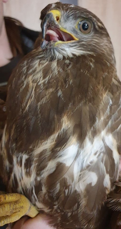wildtiere2020 (169)