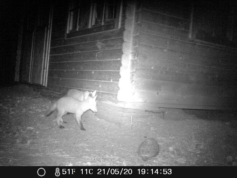 wildtiere2020 (17)