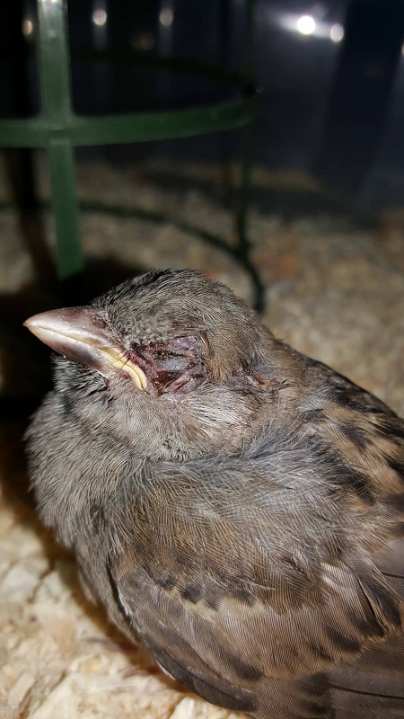 wildtiere2020 (171)