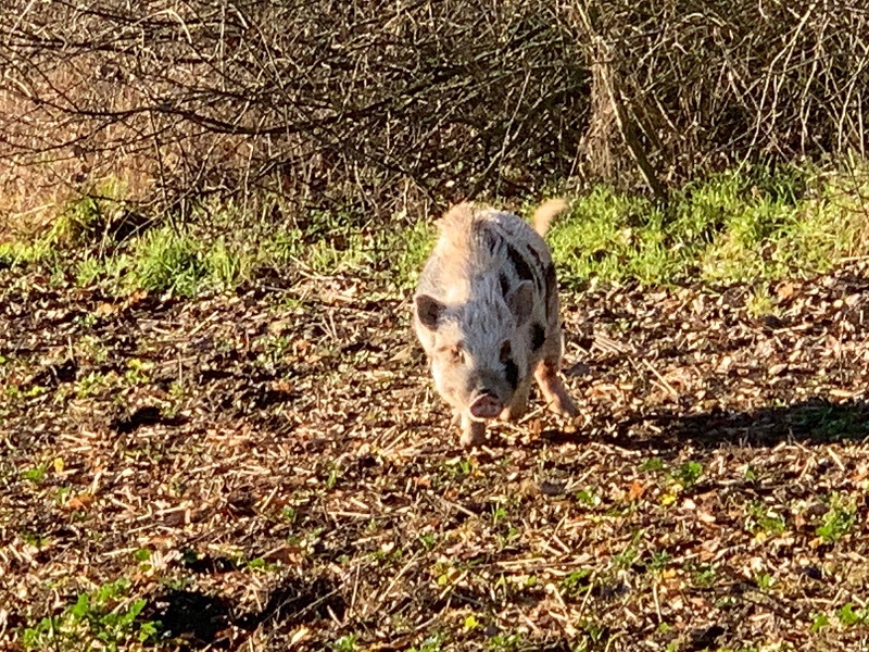 wildtiere2020 (180)