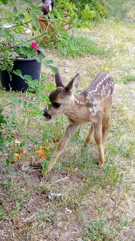 wildtiere2020 (181)