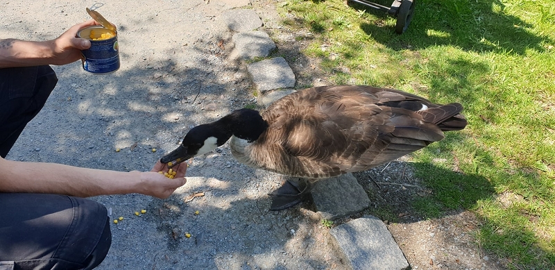 wildtiere2020 (193)