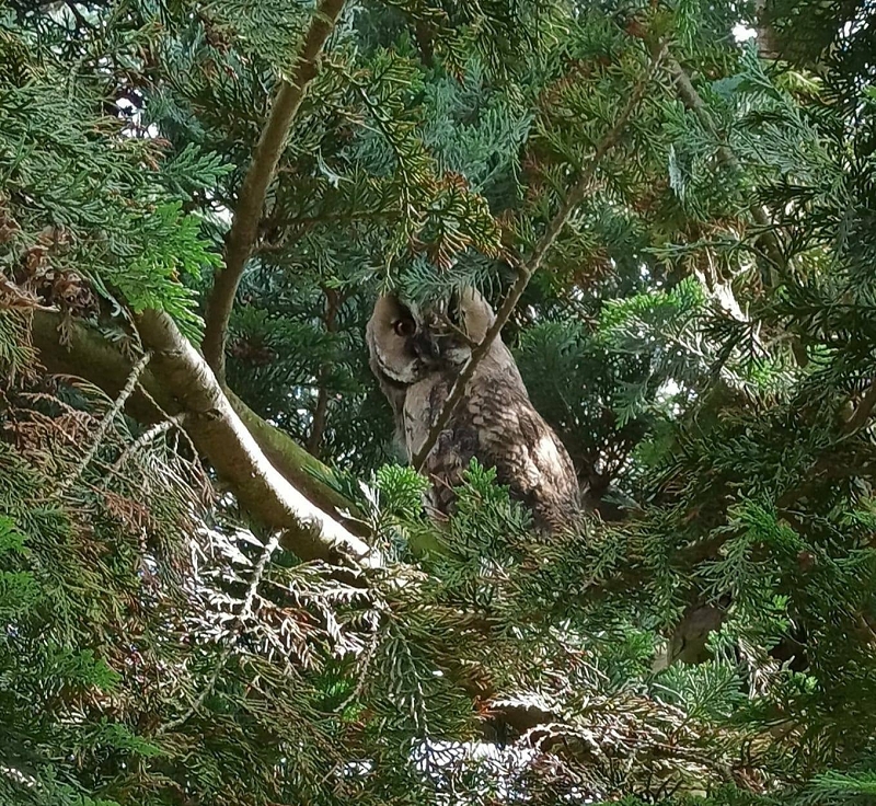 wildtiere2020 (199)