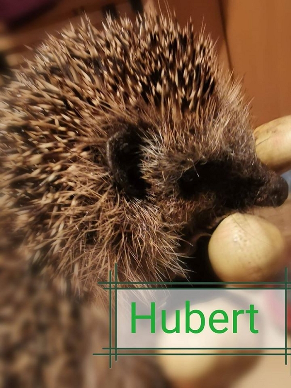 wildtiere2020 (204)