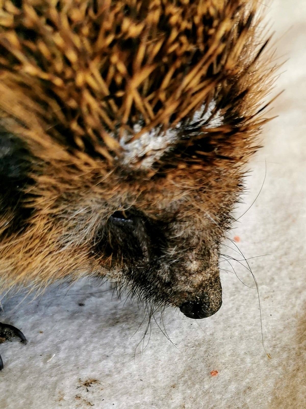 wildtiere2020 (21)