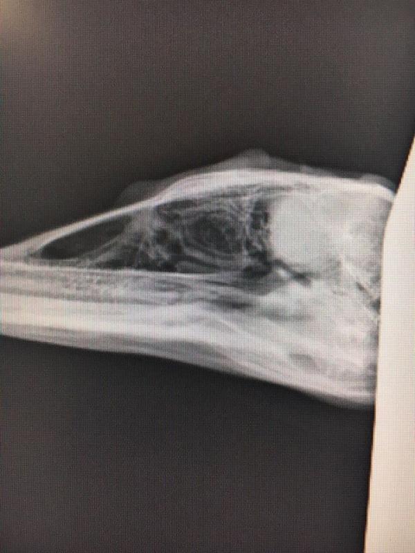 wildtiere2020 (230)