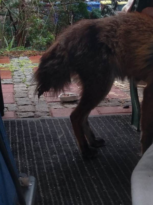 wildtiere2020 (238)