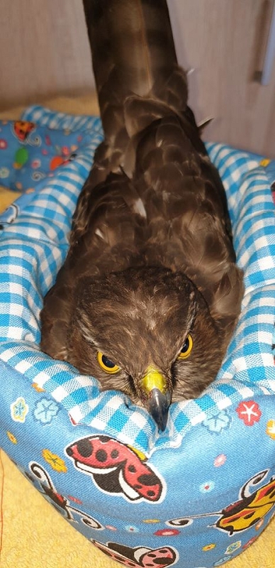 wildtiere2020 (254)