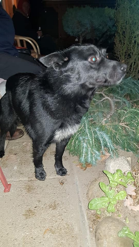 wildtiere2020 (258)