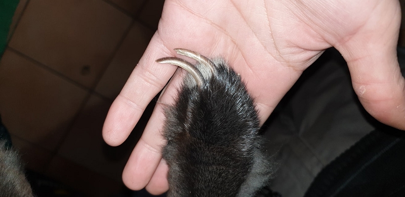 wildtiere2020 (261)