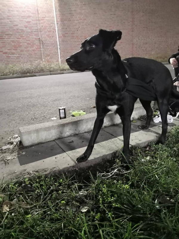 wildtiere2020 (262)