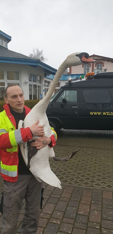 wildtiere2020 (265)