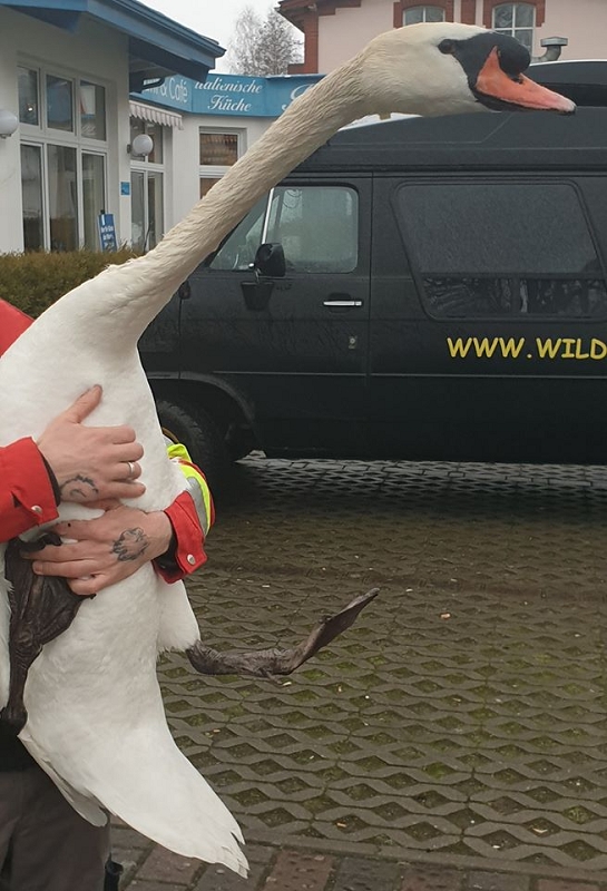 wildtiere2020 (272)