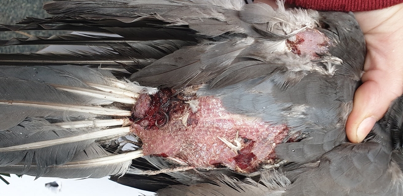 wildtiere2020 (274)