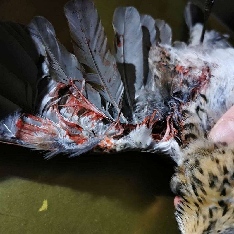 wildtiere2020 (280)