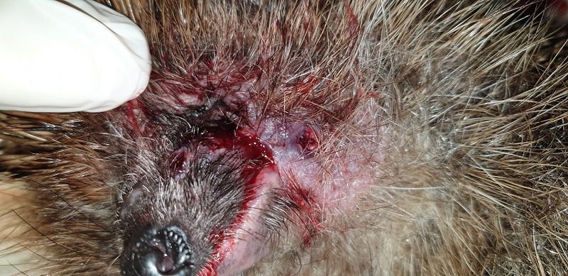 wildtiere2020 (284)