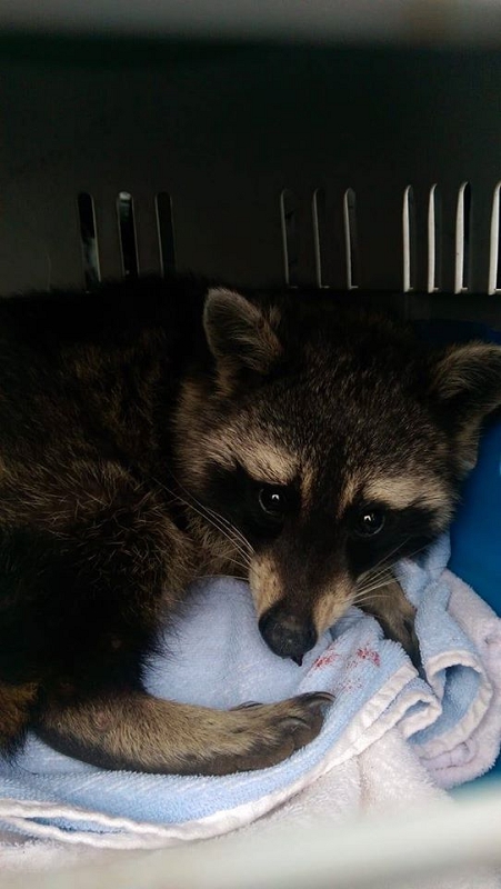wildtiere2020 (295)