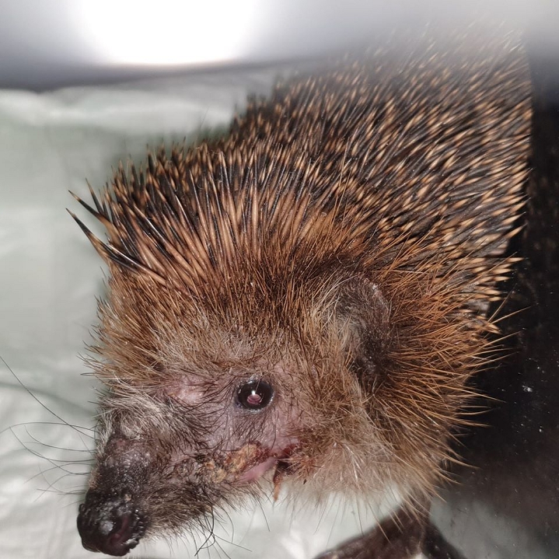 wildtiere2020 (301)