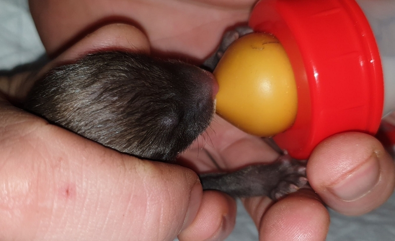 wildtiere2020 (309)