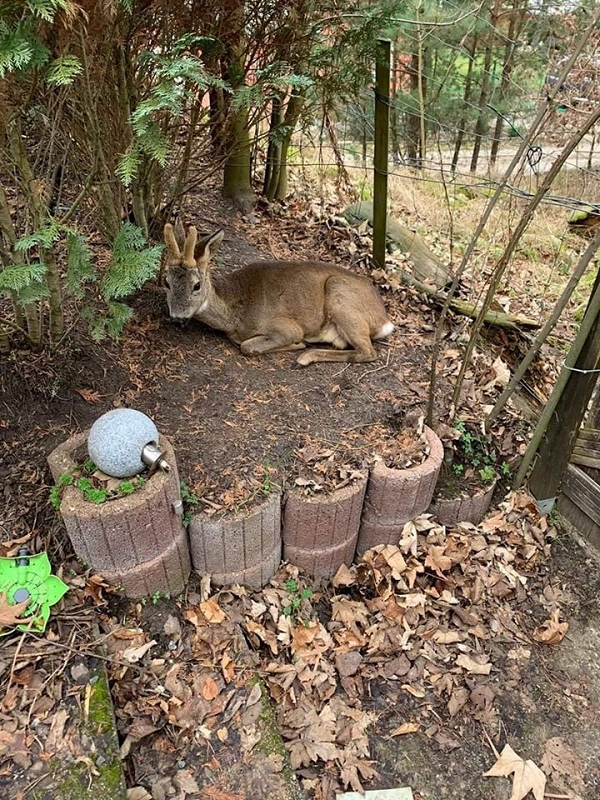 wildtiere2020 (312)