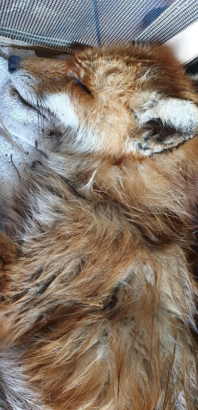 wildtiere2020 (326)