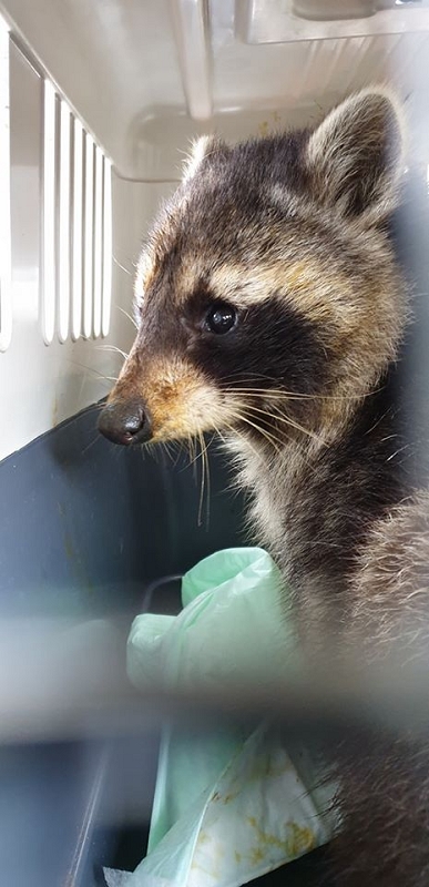 wildtiere2020 (328)