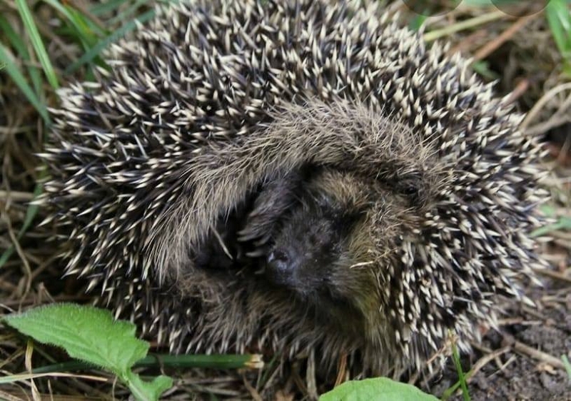 wildtiere2020 (337)