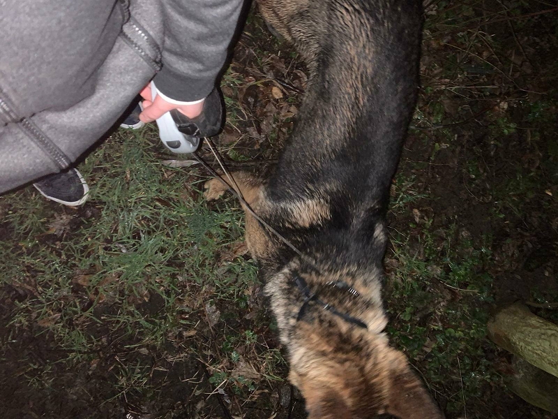 wildtiere2020 (342)