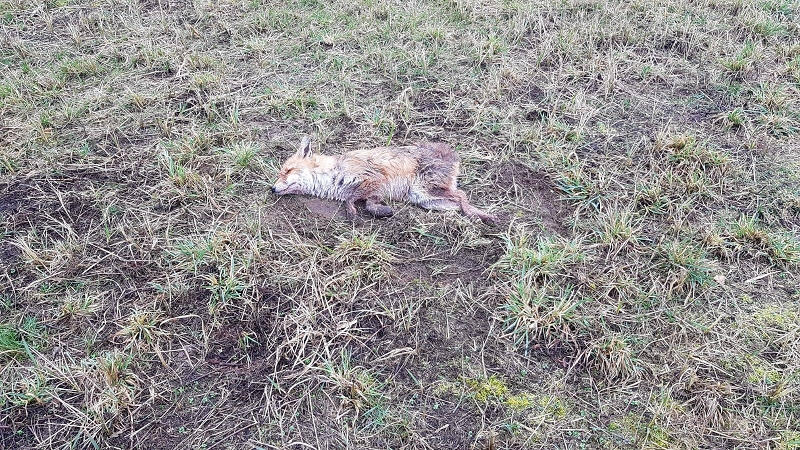 wildtiere2020 (344)