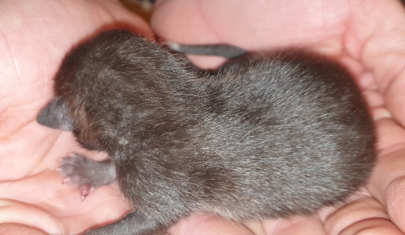 wildtiere2020 (346)