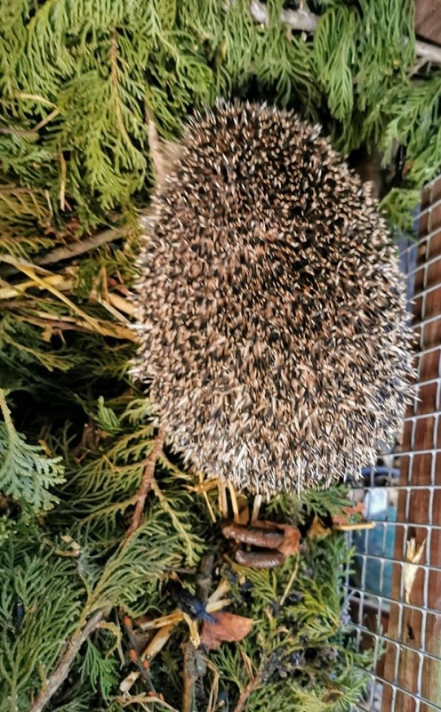 wildtiere2020 (373)