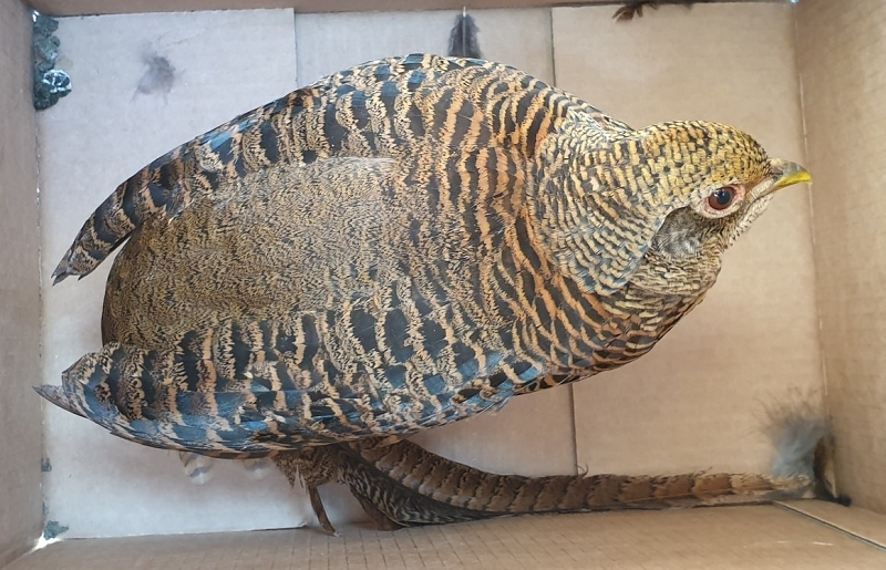 wildtiere2020 (381)