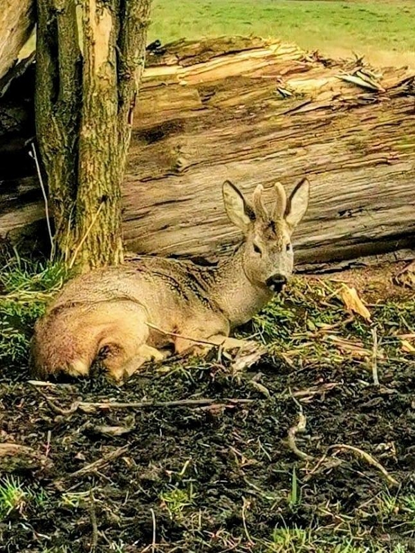 wildtiere2020 (384)