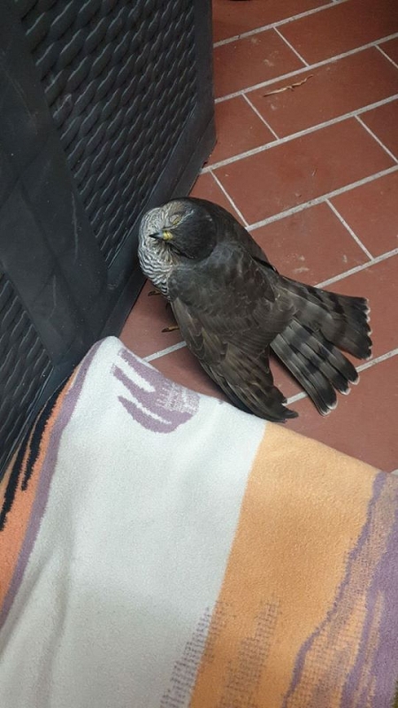 wildtiere2020 (385)