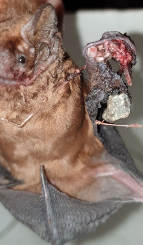 wildtiere2020 (392)