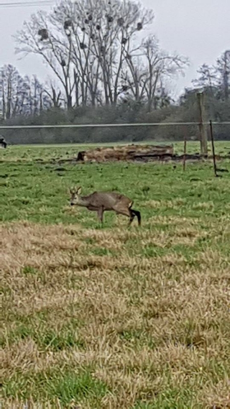 wildtiere2020 (395)