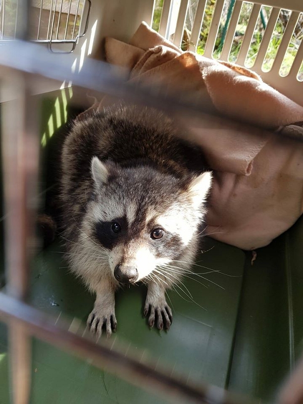 wildtiere2020 (403)