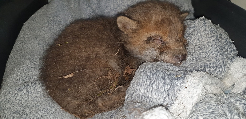 wildtiere2020 (410)