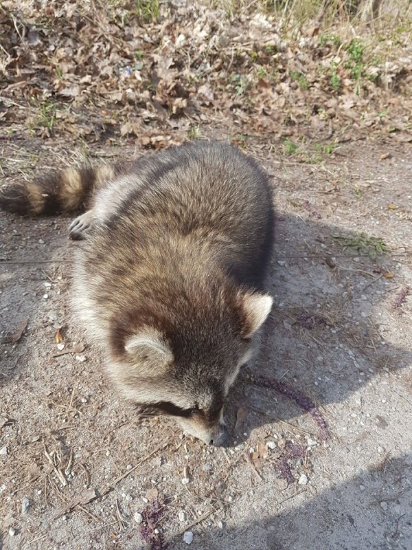 wildtiere2020 (425)