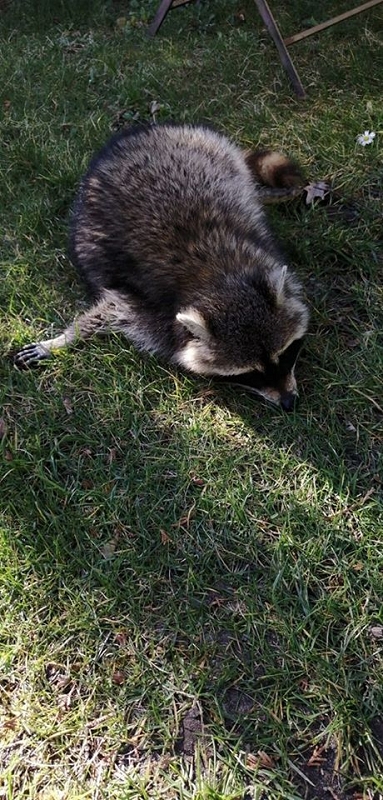 wildtiere2020 (431)