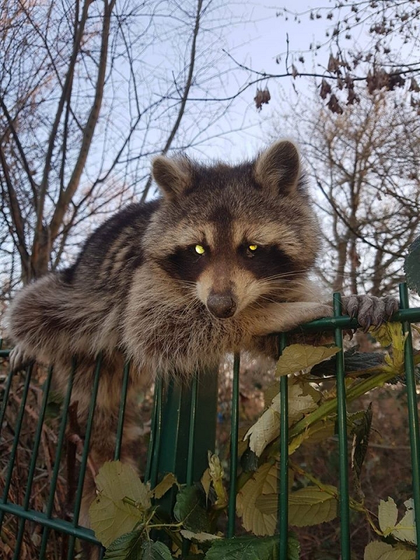 wildtiere2020 (433)