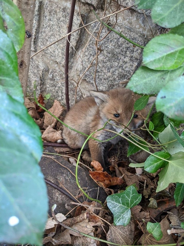 wildtiere2020 (436)